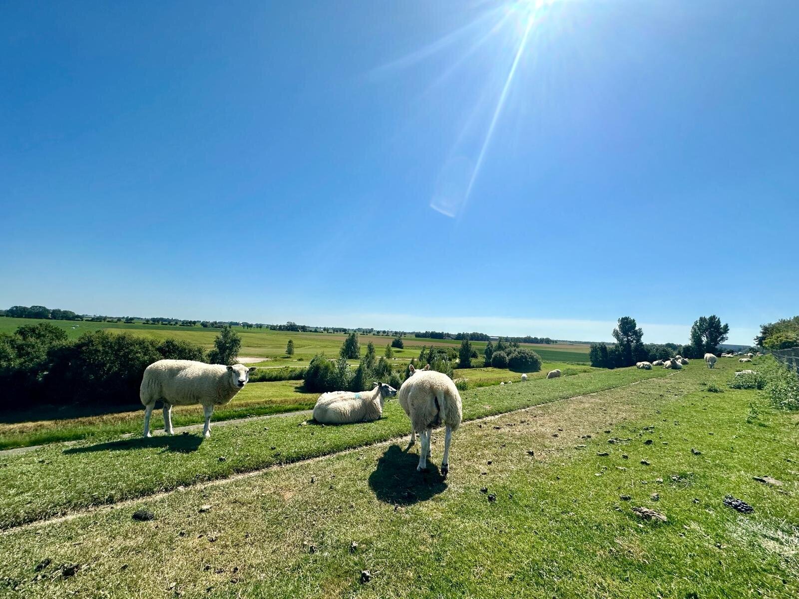 Helene Wiesenhaan e.a.